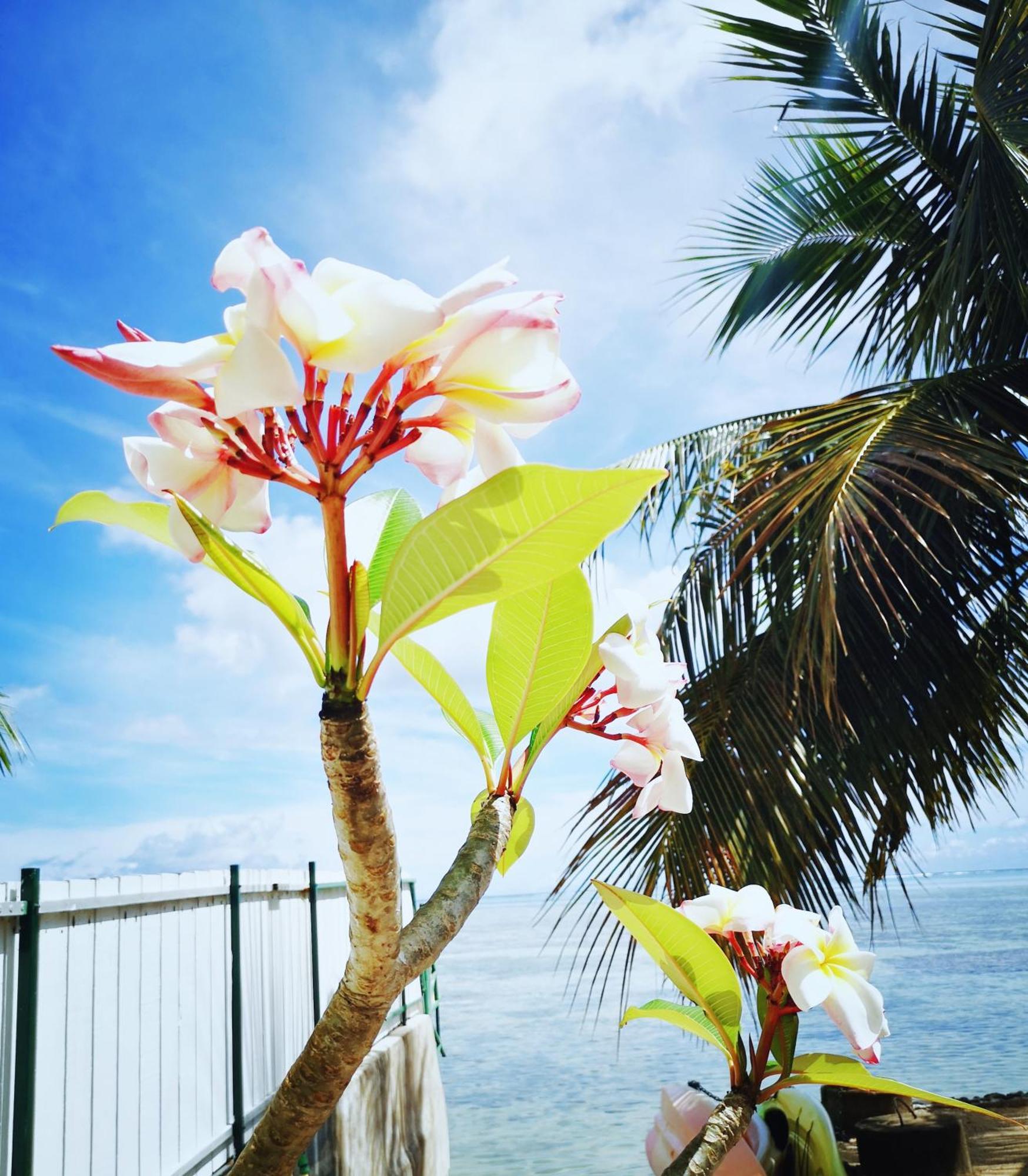 Lagoon Dream Moorea Bagian luar foto